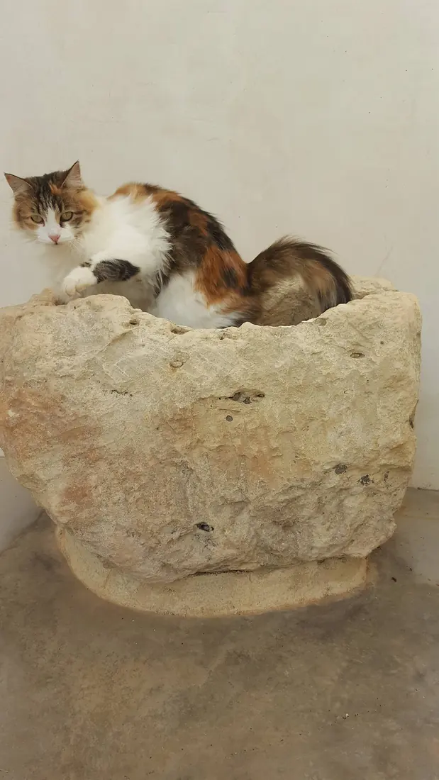 One of the cats curled up asleep on top of a carved stone basin