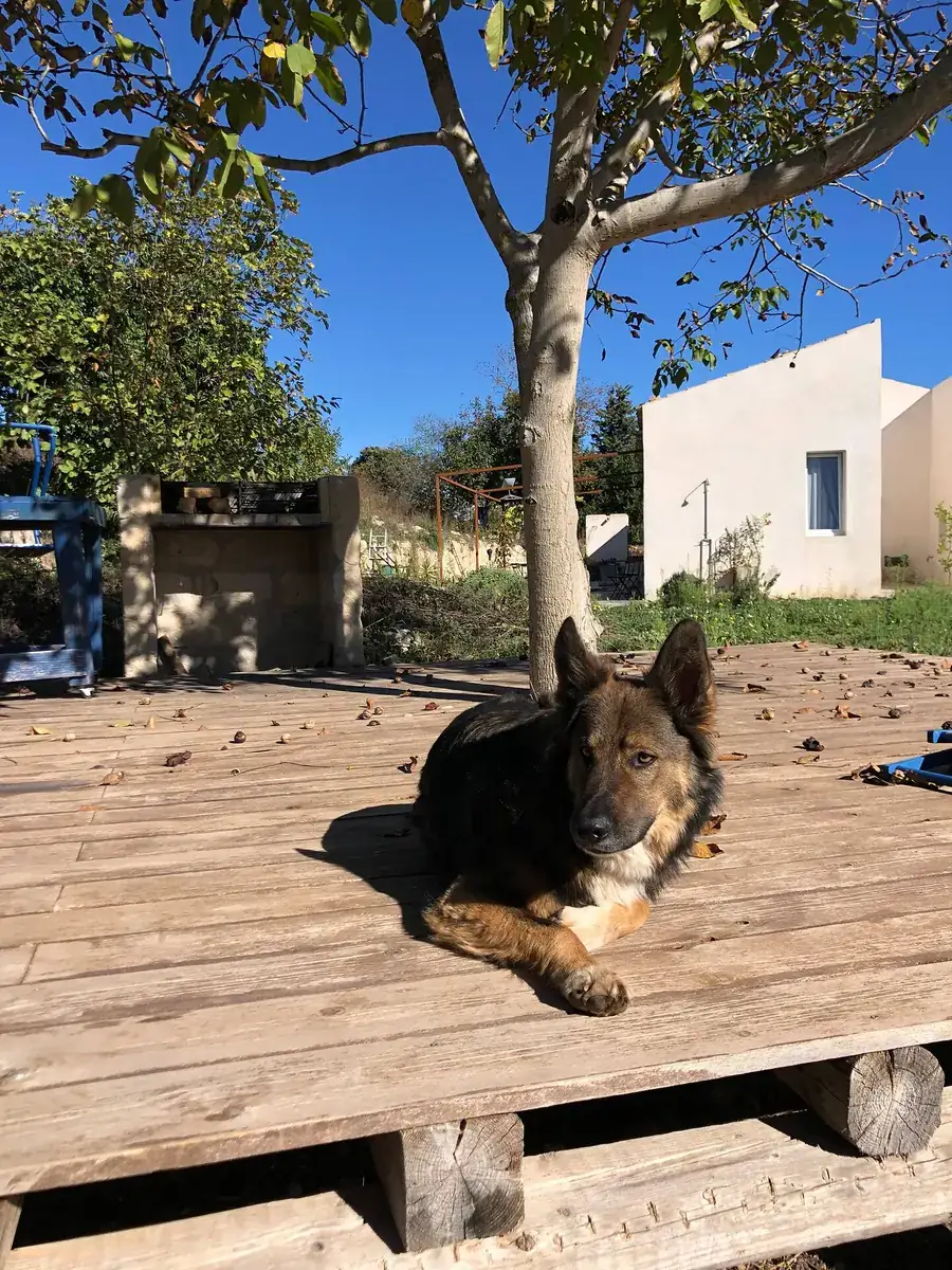 One of the farm dogs stretched out on the wooden deck in the afternoon sun