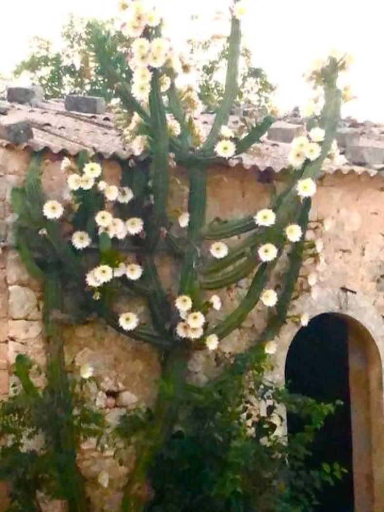 A flowering cactus climbing the old stone wall beside an arched door